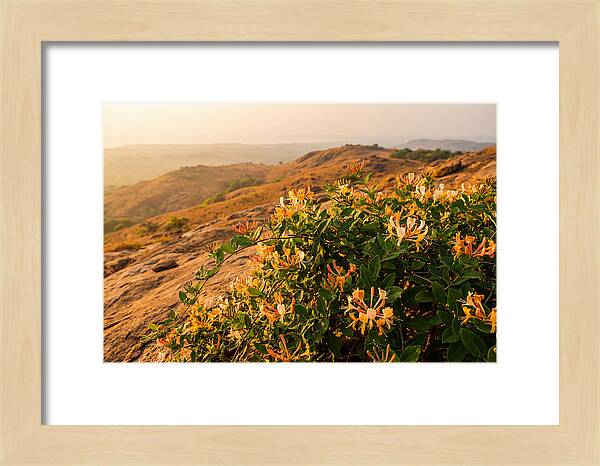 Honeysuckle Vine At Dusk