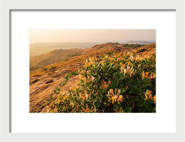 Honeysuckle Vine At Dusk