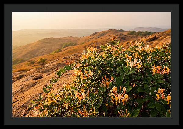 Honeysuckle Vine At Dusk