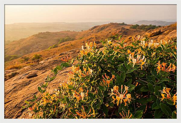 Honeysuckle Vine At Dusk