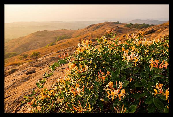 Honeysuckle Vine At Dusk