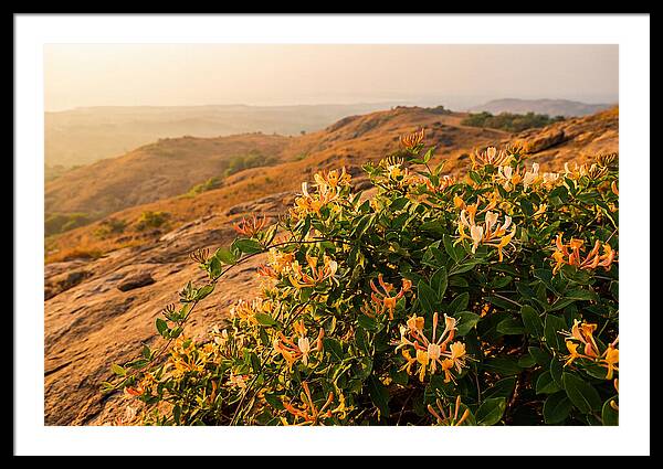 Honeysuckle Vine At Dusk