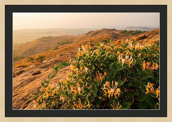 Honeysuckle Vine At Dusk