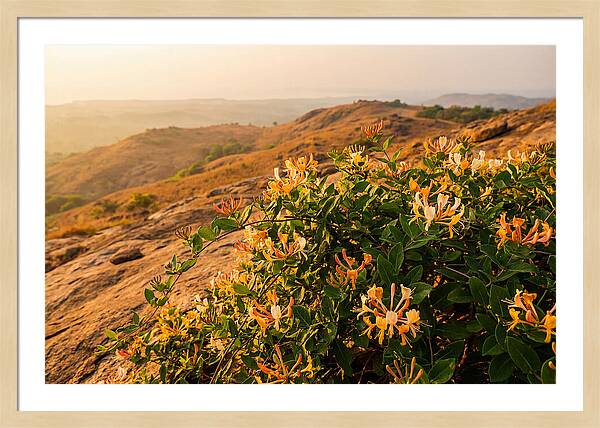 Honeysuckle Vine At Dusk