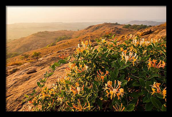 Honeysuckle Vine At Dusk