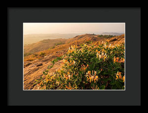 Honeysuckle Vine At Dusk