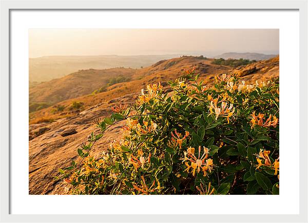 Honeysuckle Vine At Dusk