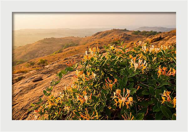 Honeysuckle Vine At Dusk