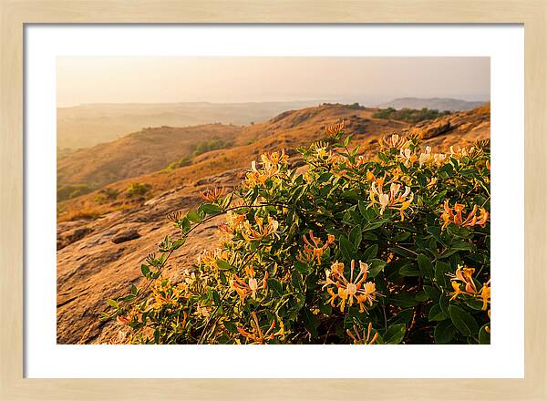Honeysuckle Vine At Dusk