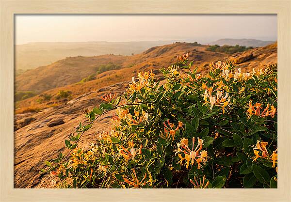 Honeysuckle Vine At Dusk