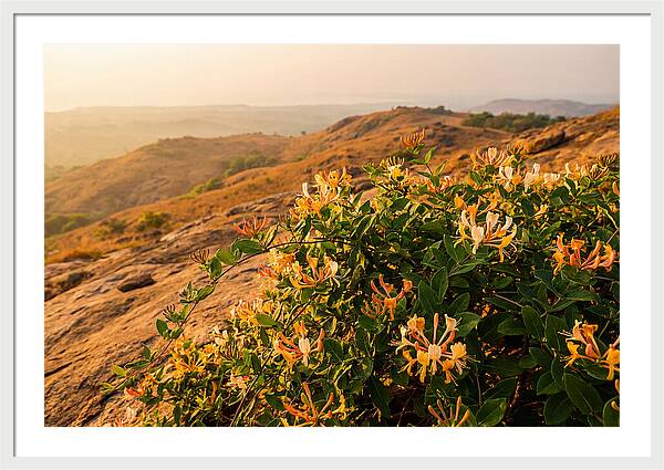 Honeysuckle Vine At Dusk