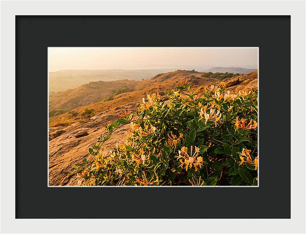 Honeysuckle Vine At Dusk