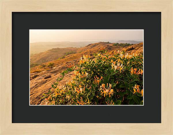 Honeysuckle Vine At Dusk