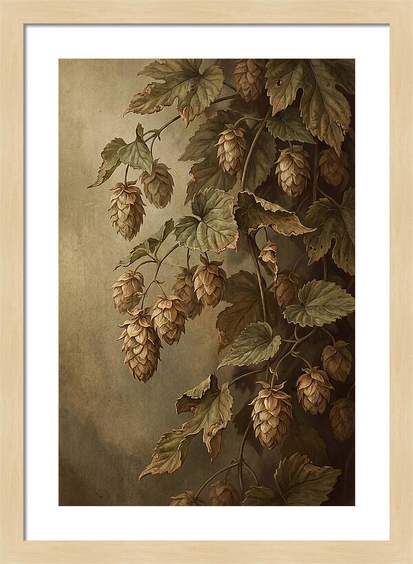 Hops Vine With Papery Green Flower Cones