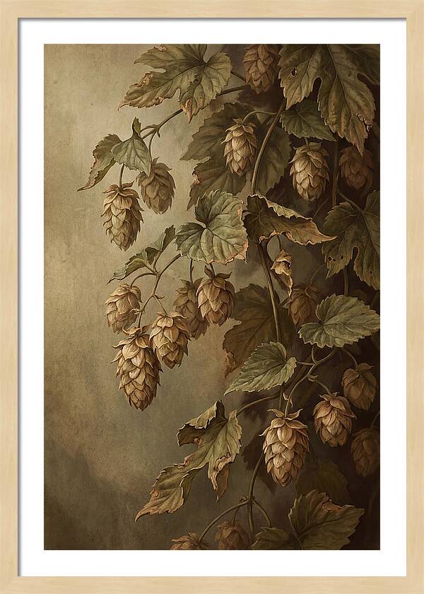 Hops Vine With Papery Green Flower Cones