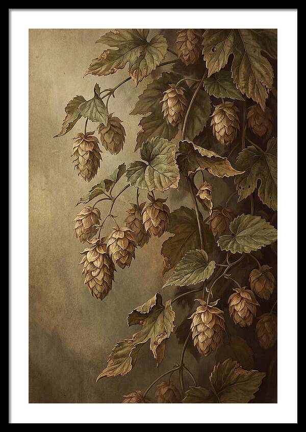 Hops Vine With Papery Green Flower Cones