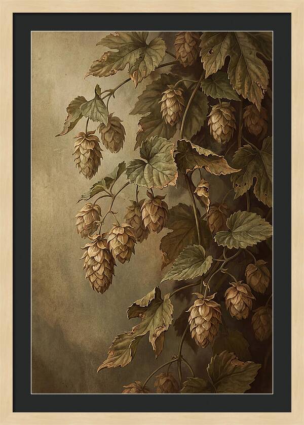 Hops Vine With Papery Green Flower Cones