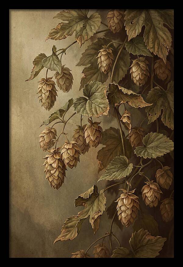 Hops Vine With Papery Green Flower Cones