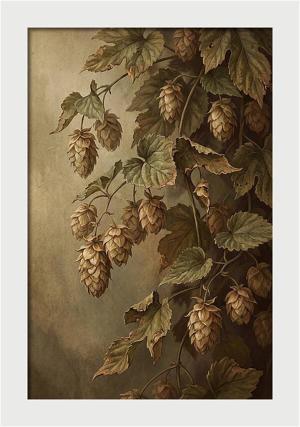 Hops Vine With Papery Green Flower Cones