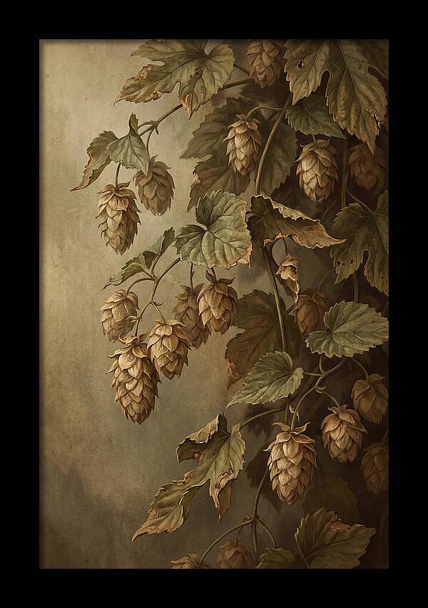 Hops Vine With Papery Green Flower Cones