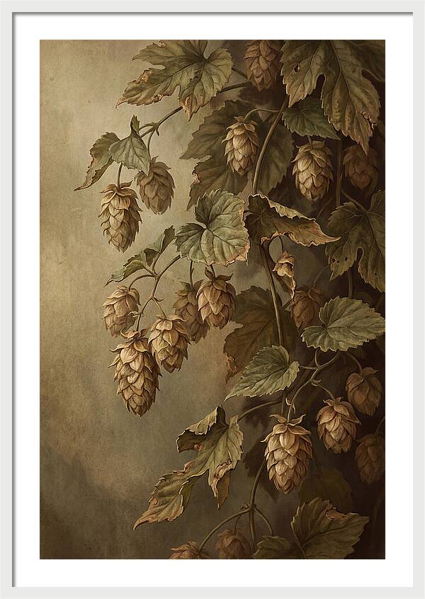 Hops Vine With Papery Green Flower Cones