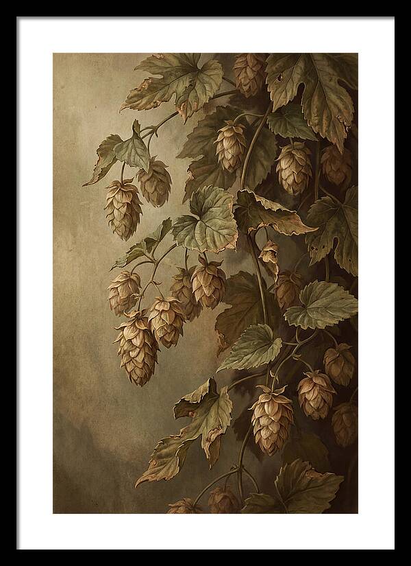 Hops Vine With Papery Green Flower Cones