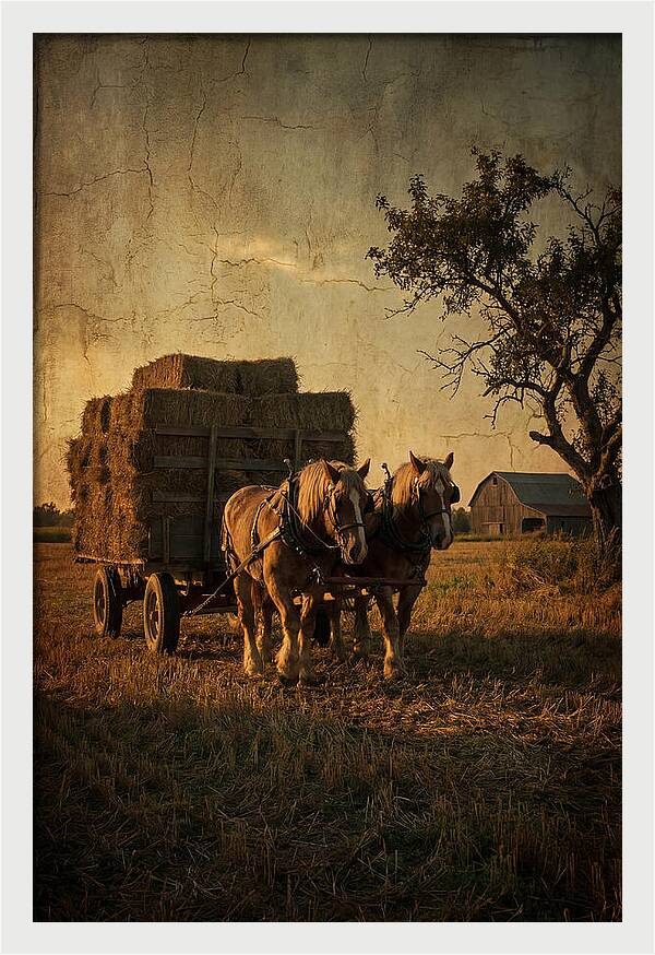 Horse Drawn Hay Wagon At Dusk
