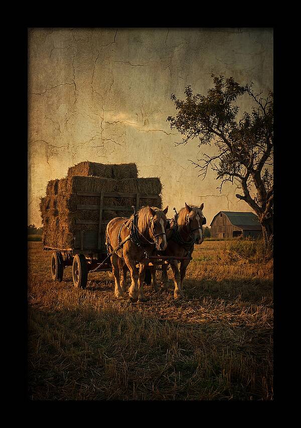 Horse Drawn Hay Wagon At Dusk