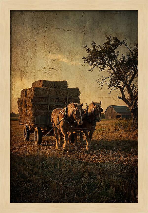 Horse Drawn Hay Wagon At Dusk
