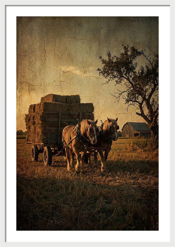 Horse Drawn Hay Wagon At Dusk