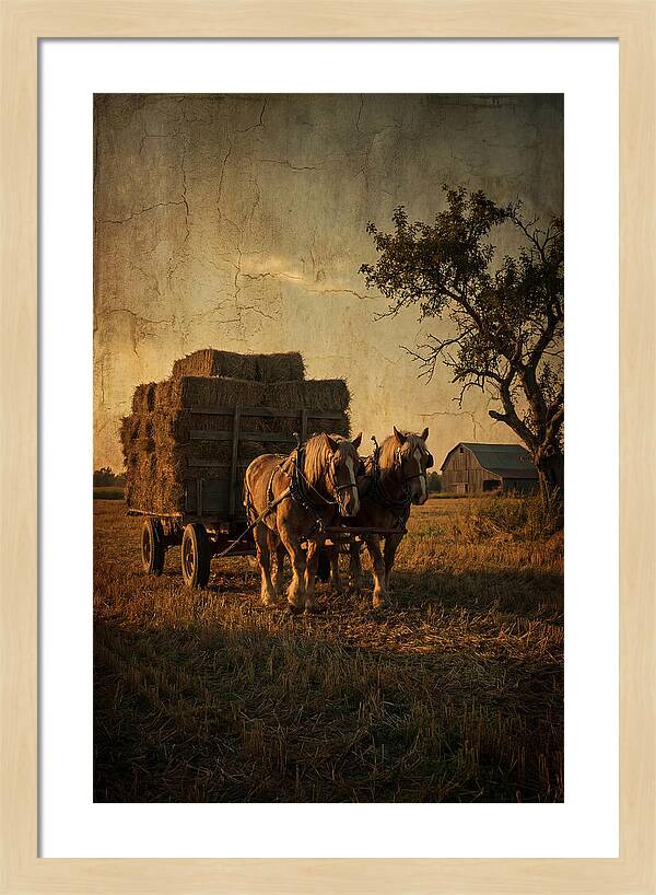 Horse Drawn Hay Wagon At Dusk
