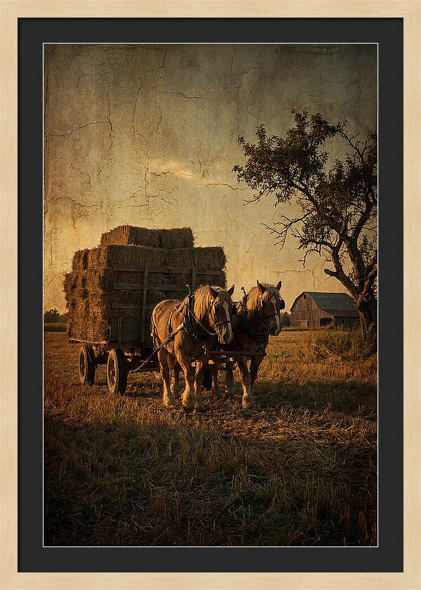 Horse Drawn Hay Wagon At Dusk