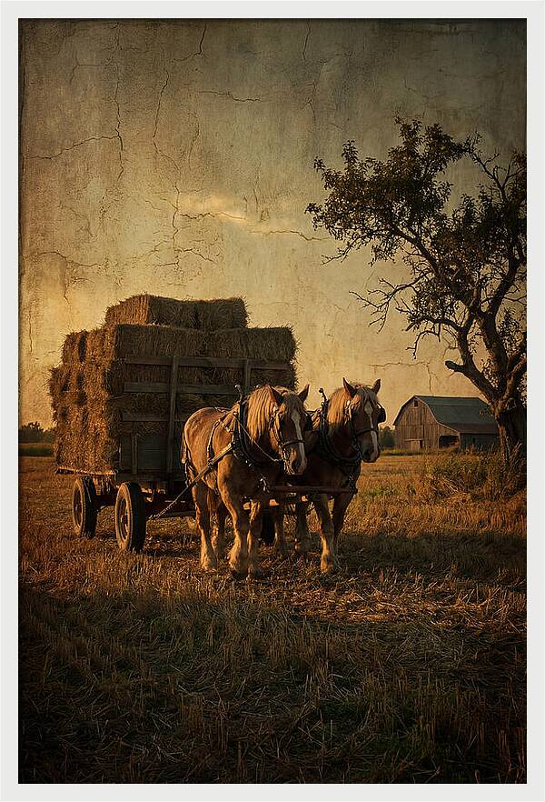 Horse Drawn Hay Wagon At Dusk