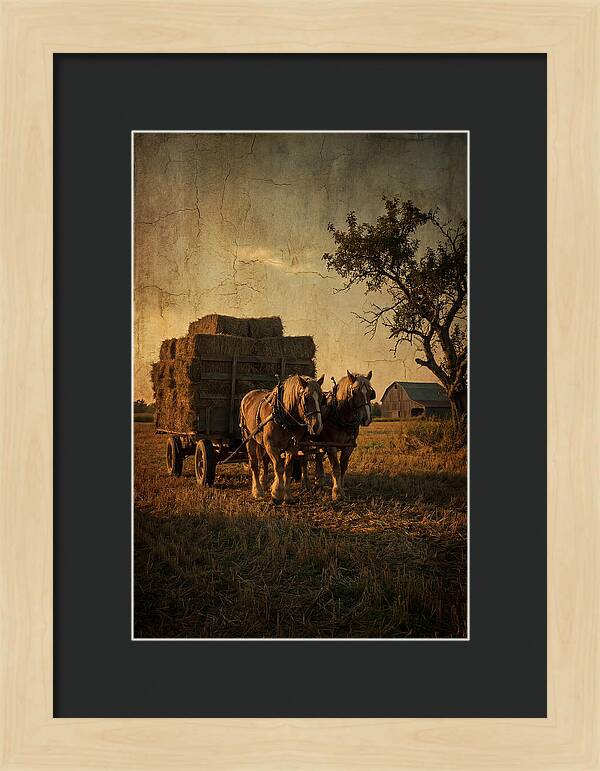 Horse Drawn Hay Wagon At Dusk