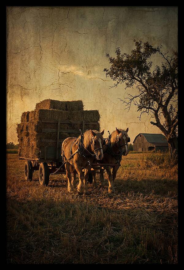 Horse Drawn Hay Wagon At Dusk