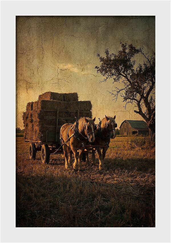 Horse Drawn Hay Wagon At Dusk
