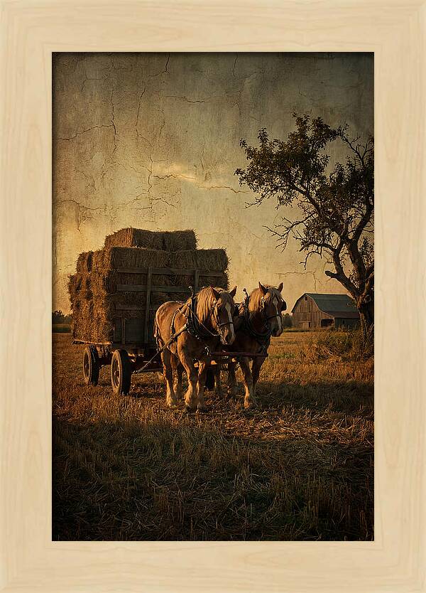 Horse Drawn Hay Wagon At Dusk