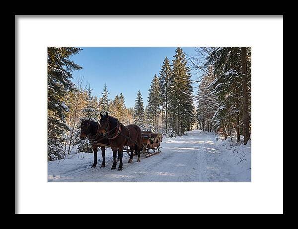 Horse Drawn Sleigh Through Snowy Forest