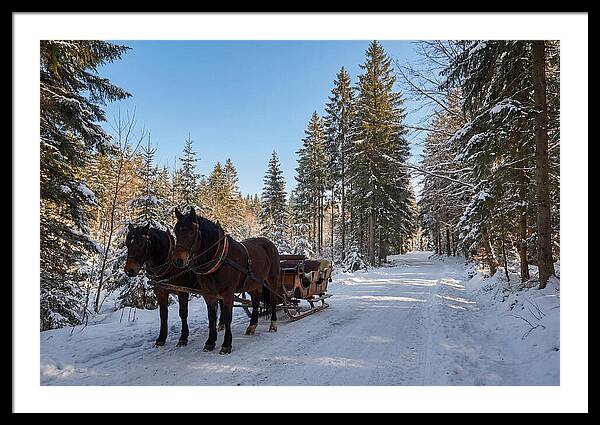 Horse Drawn Sleigh Through Snowy Forest
