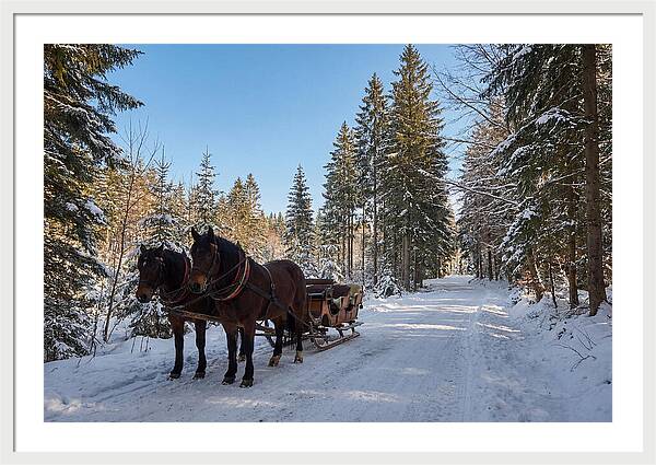 Horse Drawn Sleigh Through Snowy Forest