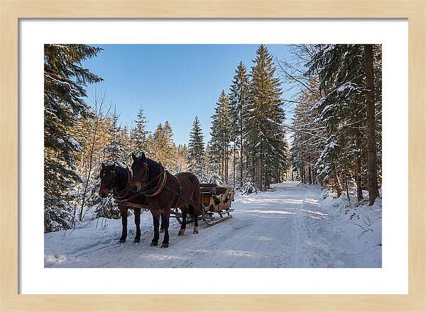 Horse Drawn Sleigh Through Snowy Forest