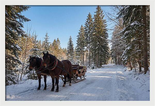Horse Drawn Sleigh Through Snowy Forest