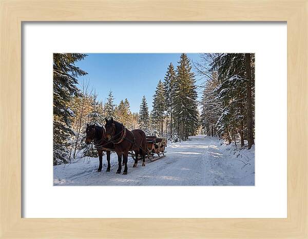 Horse Drawn Sleigh Through Snowy Forest