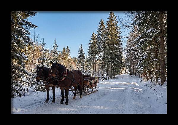 Horse Drawn Sleigh Through Snowy Forest
