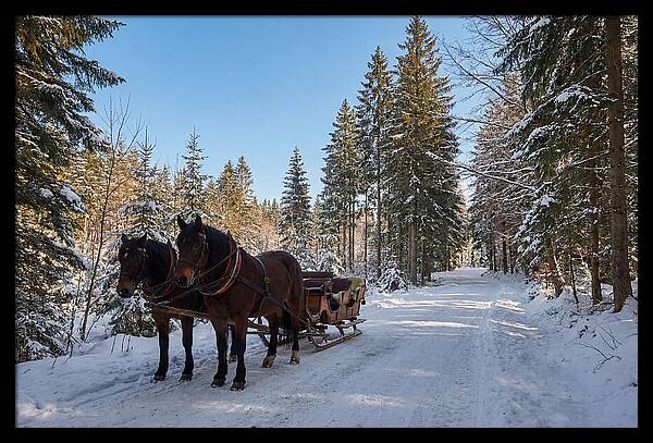 Horse Drawn Sleigh Through Snowy Forest