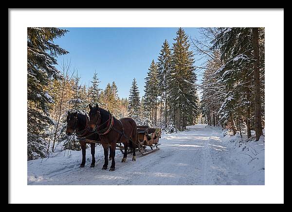 Horse Drawn Sleigh Through Snowy Forest
