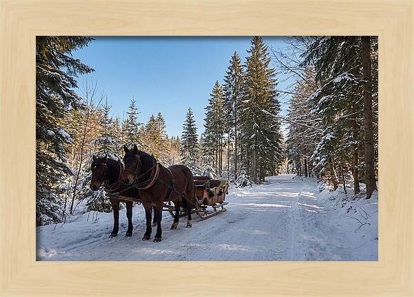 Horse Drawn Sleigh Through Snowy Forest