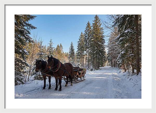 Horse Drawn Sleigh Through Snowy Forest