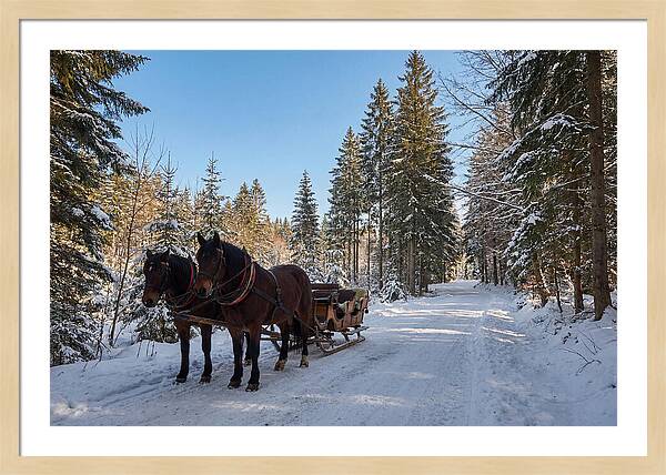 Horse Drawn Sleigh Through Snowy Forest