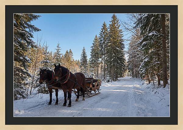 Horse Drawn Sleigh Through Snowy Forest